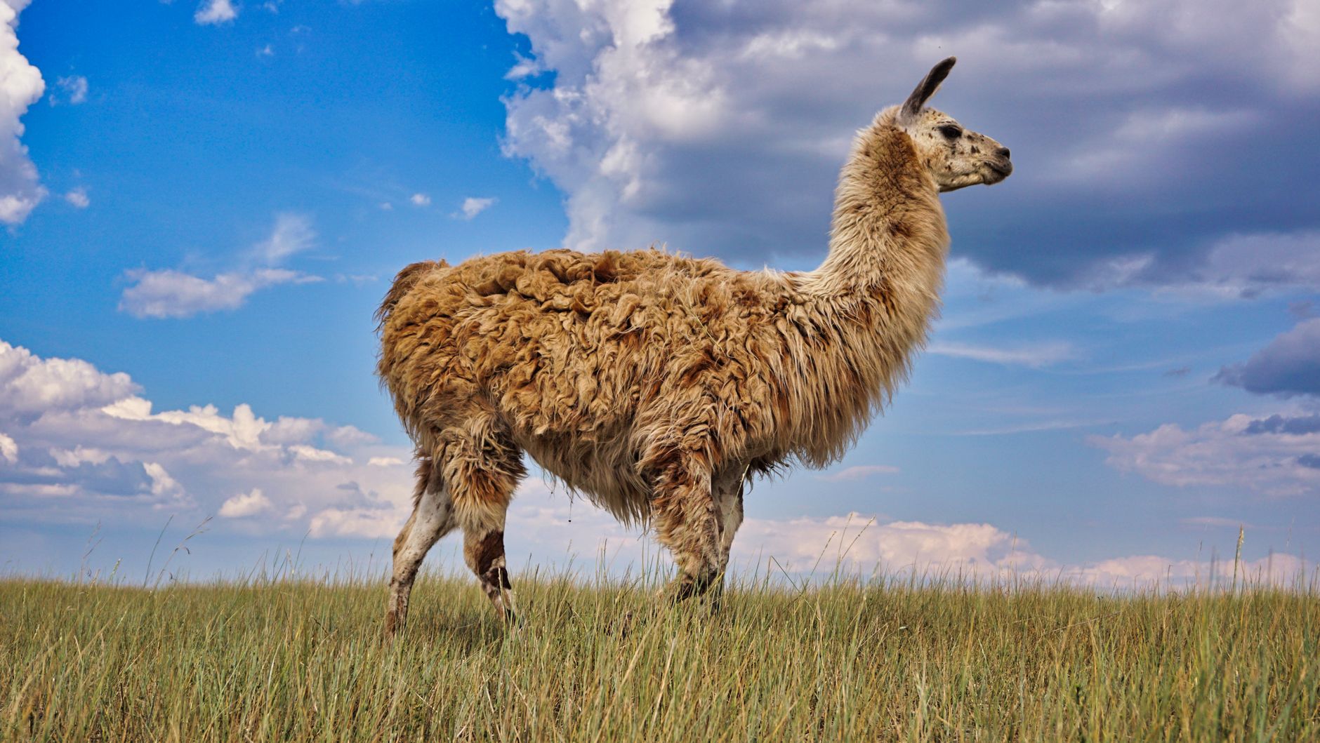 Detailed technical specification diagram for llama.cpp